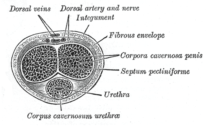 Clinical anatomical cross section showing Corpora Cavernosa erectile chambers